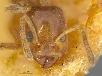Media type: image;   Entomology 21332 Aspect: head frontal view